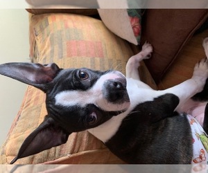 Boston Terrier Dogs for adoption in St. Louis Park, MN, USA