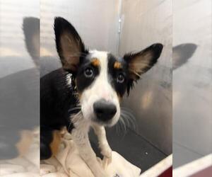 Mutt Dogs for adoption in San Antonio, TX, USA