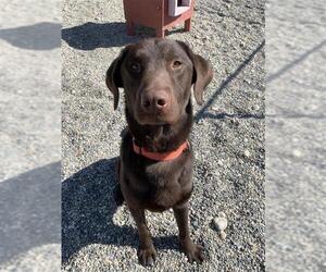 Labrador Retriever Dogs for adoption in Fairbanks, AK, USA