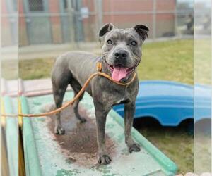 American Pit Bull Terrier-Unknown Mix Dogs for adoption in Modesto, CA, USA