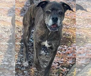 Bullboxer Pit Dogs for adoption in Rustburg, VA, USA
