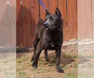 Australian Shepherd-Unknown Mix Dogs for adoption in Wetumpka, AL, USA