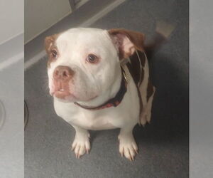 American Pit Bull Terrier Dogs for adoption in Glen Allen, VA, USA