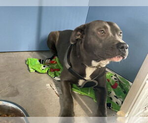 Mutt Dogs for adoption in San Bernardino, CA, USA