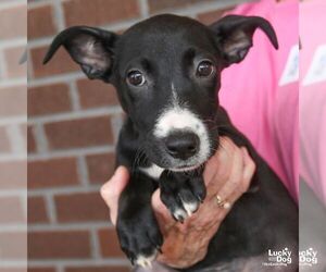 Dachshund-Retriever  Mix Dogs for adoption in Washington, DC, USA