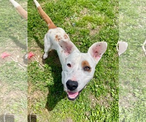 Bull Terrier-Unknown Mix Dogs for adoption in Westwood, NJ, USA