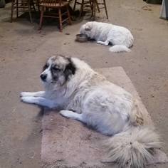 Medium Photo #1 Anatolian Shepherd-Great Pyrenees Mix Puppy For Sale in Whitewright, TX, USA