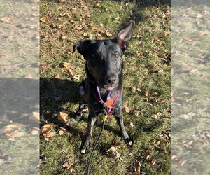 Holland Shepherd-Unknown Mix Dogs for adoption in Brewster, NY, USA