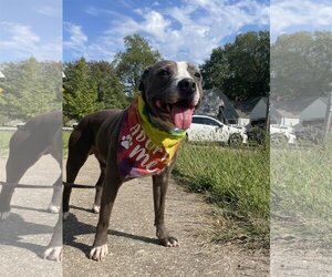 Staffordshire Bull Terrier-Unknown Mix Dogs for adoption in Kansas City, MO, USA