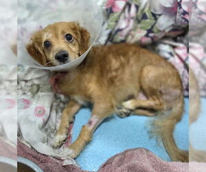 Cocker Spaniel-Dachshund Mix Dogs for adoption in Long Beach, CA, USA