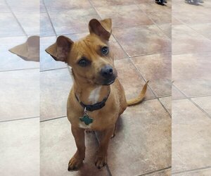 Chihuahua-Unknown Mix Dogs for adoption in Amarillo, TX, USA