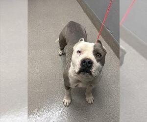 American Pit Bull Terrier-Unknown Mix Dogs for adoption in Las Vegas, NV, USA