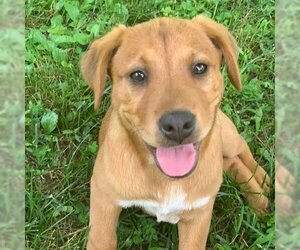 Mutt Dogs for adoption in Potomac, MD, USA