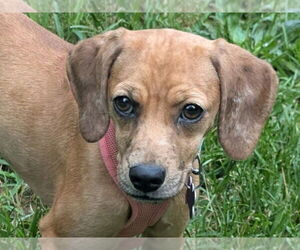 Doxle Dogs for adoption in Cookeville, TN, USA