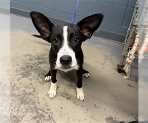 Border Collie Dogs for adoption in Tallahassee, FL, USA