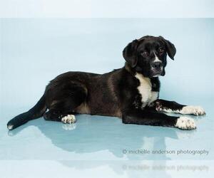 Borador Dogs for adoption in Corona, CA, USA