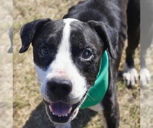 American Staffordshire Terrier-Unknown Mix Dogs for adoption in San Antonio, TX, USA