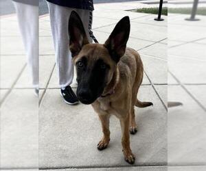 Mutt Dogs for adoption in Derwood, MD, USA