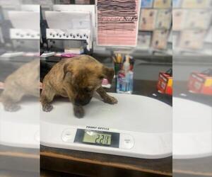 German Shepherd Dog-Unknown Mix Dogs for adoption in Stockton, CA, USA