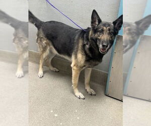 German Shepherd Dog-Unknown Mix Dogs for adoption in Las Vegas, NV, USA