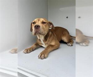 American Pit Bull Terrier-Unknown Mix Dogs for adoption in Houston, TX, USA