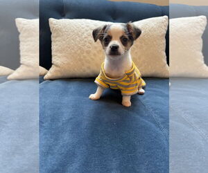 Chihuahua-Unknown Mix Dogs for adoption in St. Louis Park, MN, USA