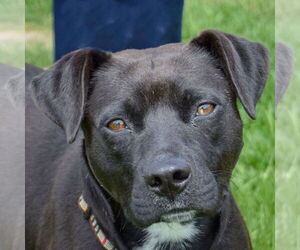 American Staffordshire Terrier-Unknown Mix Dogs for adoption in Huntley, IL, USA