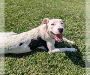 American Pit Bull Terrier-Unknown Mix Dogs for adoption in Plano, TX, USA