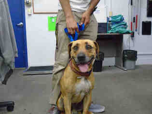 Bullboxer Pit Dogs for adoption in Fairfield, CA, USA