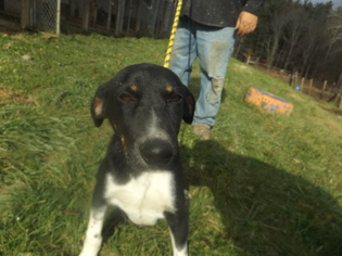 Coonhound-Pointer Mix Dogs for adoption in Zaleski, OH, USA