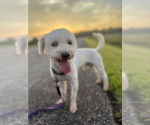 Shih-Poo Dogs for adoption in St. Cloud, MN, USA