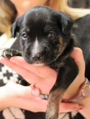 Medium Photo #1 Australian Shepherd-Beagle Mix Puppy For Sale in Northville, MI, USA