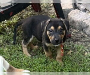 Shollie Dogs for adoption in Lakewood, CO, USA