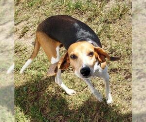 Beagle-Black and Tan Coonhound-Labrador Retriever Mix Dogs for adoption in CRESCENT CITY, FL, USA