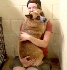 Red Heeler-Unknown Mix Dogs for adoption in Asheville, NC, USA