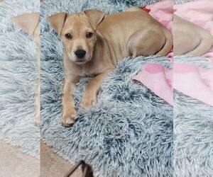 Mutt Dogs for adoption in Sanford, FL, USA
