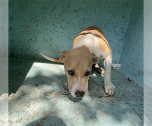 American Pit Bull Terrier-Unknown Mix Dogs for adoption in Ocala, FL, USA
