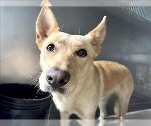 German Shepherd Dog-Siberian Husky Mix Dogs for adoption in San Bernardino, CA, USA