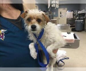 Mutt Dogs for adoption in Riverside, CA, USA