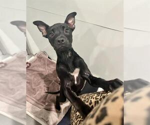 Labrador Retriever-Unknown Mix Dogs for adoption in San Francisco, CA, USA
