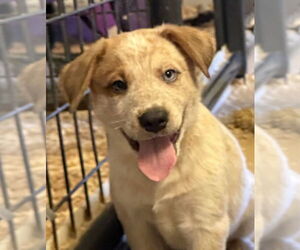 Labrador Retriever-Unknown Mix Dogs for adoption in Woodland, CA, USA
