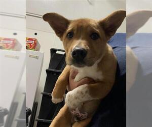 Australian Shepherd Dogs for adoption in Bakersfield, CA, USA