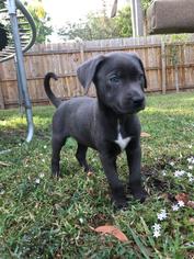 Medium Photo #1 Labrador Retriever-Unknown Mix Puppy For Sale in Royal Palm Beach, FL, USA