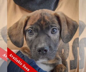 Jack-A-Bee Dogs for adoption in Huntley, IL, USA