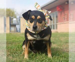 Beagle-Unknown Mix Dogs for adoption in San Antonio, TX, USA