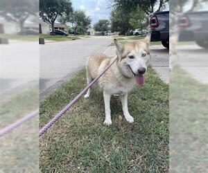 - Mix Dogs for adoption in Houston, TX, USA