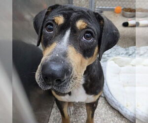 Catahoula Leopard Dog-Chinese Shar-Pei Mix Dogs for adoption in Martinsburg, WV, USA