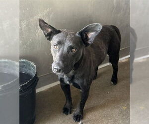German Shepherd Dog-Unknown Mix Dogs for adoption in San Bernardino, CA, USA