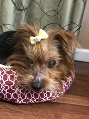Silky Terrier Dogs for adoption in Kettering, OH, USA