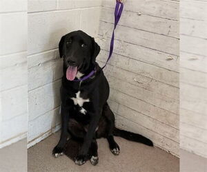 Labrador Retriever Dogs for adoption in San Bernardino, CA, USA